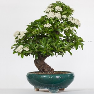 Studio dentistico a Verona | Studio dentistico Muraro )